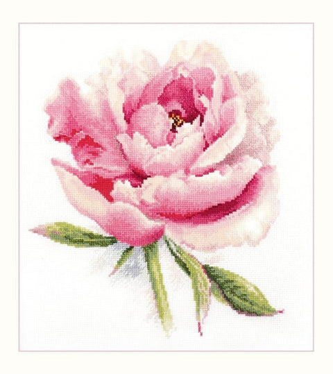 Siuvinėjimo komplektas kryželiu „Švelnus bijūnas“, Aida 16, 22×24 cm - kaSiulai.lt