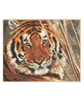 Siuvinėjimo rinkinys Alisa "Tigras" 1-08 (35x28 cm) - kaSiulai.lt