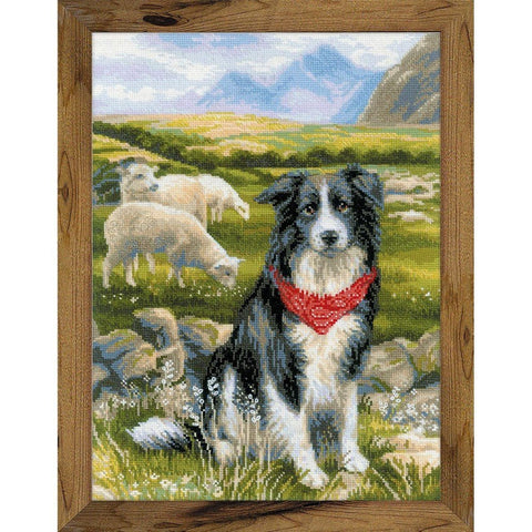 Siuvinėjimo rinkinys RIOLIS Border Collie 1767 30x40cm - kaSiulai.lt